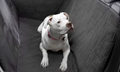 Tesla Original Pet Matting